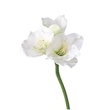 GFHTRELY Künstliche Blumen für Dekoration, Kamelie, künstliche Blume, Kunstpflanze, Amaryllis, Zuhause, Wohnzimmer, Büro, Hotel, Hochzeit, Szene, Blumenarrangement, künstliche Blumen, künstliche