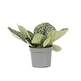 Plant in a Box - Drehfrucht - Streptocarpus 'Pretty Turtle' - Höhe 25-35cm - ⌀13cm