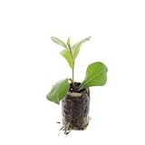 Ceratostigma plumbaginoides – 6x Jungpflanzen, winterhart, mit blauen Blüten & rotem Herbstlaub, bienenfreundlich | ComfortXL Green