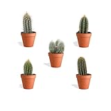 DutchLeafs Cereus Mix 5 Stück Verschiedene Mini-Kakteen im Ø 7 cm Terrakotta Blumentopf - Säulenkaktus Cactaceae Kaktus Kleine Pflanzen Sammlung Pflegeleichte Zimmerpflanzen - Höhe 8-15 cm