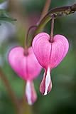 Dicentra spectabilis Tränendes Herz Staude im Topf gewachsen