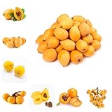 wollmispel frisch, winterharte balkon wollmispelsamen bio säulenobstbäume zimmerpflanzen gartenpflanzen mehrjährig 10pcs