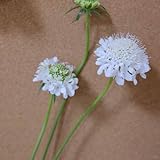 skabiose - winterhart balkon bodendecker winterhart hochbeet gartensamen balkonpflanzen blumensamen balkon skabiose blumensaat 500samen