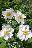 Anemone japonica 'Andrea Atkinson' 9x9 cm Topf – Winterhart, Mehrjährig, Pflegeleicht – Herbst-Anemone – Staude für Beet & Garten