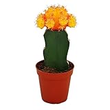 Exotenherz - Gymnocalycium mihanovichii - Erdbeerkaktus - orange - 5,5cm Topf