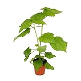 Exotenherz - Zimmerlinde - Sparmannia africana - 17cm Topf