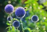 Blaue Kugeldistel - Echinops ritro- frosthart, blau