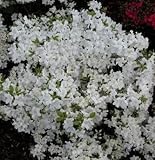 Azalea japonica Schneeglanz - 25-30 cm
