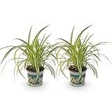 Green boutiQ - Zimmerpflanze - Chlorophytum comosum Variegatum - Bunte Graslilie - Haustierfreundliche Pflanze - Grün - 1 Pflanze - Topf 12cm - Höhe 20cm