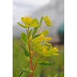 Blumixx Stauden Euphorbia palustris - Sumpfwolfsmilch gelb