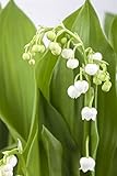 Convallaria majalis 9x9 cm Topf – Winterhart, Mehrjährig, Pflegeleicht – Maiglöckchen – Bodendecker für Schatten & Unterpflanzung