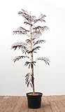 Albizia julibrissin Summer Chocolate - Seidenakazie - Schlafbaum