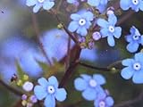 Omphlalodes verna - Frühlings-Gedenkemein/Nabelnüsschen Verpackungseinheit 3
