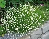 Silene saxifraga, Karst-Leimkraut, Steinbrech-Leimkraut - frosthart, weiss