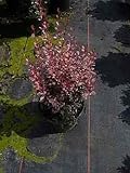 Berberis thunbergii Rosy Rocket® - Rote Berberitze Rosy Rocket® 20-30 cm