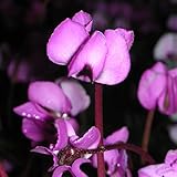 Blumixx Stauden Cyclamen coum - Frühlings-Alpenveilchen