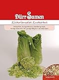 Zichoriensalat Zuckerhut Samen Uranus Salat Zuckerhutsamen ca 500 Korn SaatgutSamenfest Balkon Garten Hochbeet Kübel Dürr Samen