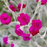 vexiernelke samen - frühlingsblumen Lychnis-coronata, topfpflanzen balkon garten saatgut garden bonsai wildblumen exotische pflanzen Seltene Pflanzen Serie stauden winterhart 300pcs