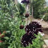 skabiose - exotische balkon blumensamen gartensamen winterhart witwenblume stauden dachbegrünung hochbeet 45samen
