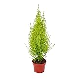 Exotenherz - Zimmerzypresse - Cupressus macrocarpa 'Wilma' - 1 Pflanze - pflegeleicht - luftreinigend - 12cm Topf