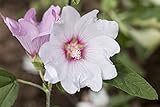 Lavatera x olbia 'Baby Barnsley' 11x11 cm Topf – Mehrjährig & Pflegeleicht – Strauchmalve – Zierstrauch für Garten & Terrasse