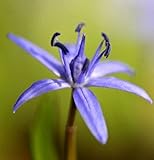 Zweiblättriger Blaustern - Scilla bifolia