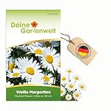 Margerite weiß Samen - Chrysanthemum maximum - Margeritensamen - Blumensamen - Saatgut für 80 Pflanzen