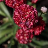 grasnelke blumensamen blumenbeet grasnelken gartendeko für draußen, blumenteppich wildblumen balkonblumen 100pcs