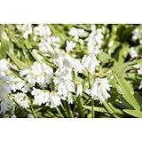 Scilla 'Snow' - Spanisches Hasenglöckchen, Hyacinthoides hispanica, weiß, im Topf 11 cm in Gärtnerqualität von Blumen Eber - 11 cm