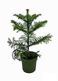 Araukarien - 28-38cm - Ø14cm - Zimmerpflanze - Immergrün