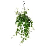Lippenstiftpflanze - Schamblume - Aeschynanthus lobbianus 'Variegatus' - hängende Pflanze im 15cm Ampeltopf