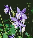 Aquilegia alpina 9x9 cm Topf – Winterhart, Mehrjährig, Pflegeleicht – Alpen-Akelei – Staude für Steingarten & Beet