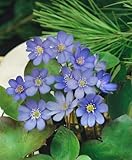 Hepatica nobilis ca. 9x9 cm Topf - Leberblümchen, blaue Blüten, Blütezeit März-April, ideal für schattige Standorte, bienenfreundlich, pflegeleicht