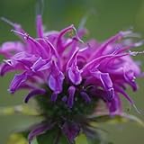 6 x Indianernessel 'Prairienacht' - Monarda 'Prairienacht' Topf 9x9cm: Violett, spätblühend, trockenheitsverträglich.
