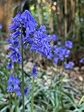 Englische Hasenglöckchen Blumenzwiebeln, 100% Echte Wildart, Violett-Blaue Blüten