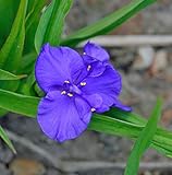 Dreimasterblumen Leonora - Tradescantia andersoniana