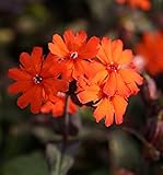 Orangerote Lichtnelke Vesuvius - Lychnis arkwrightii