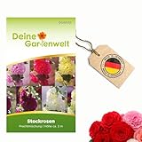 Stockrosen Prachtmischung Samen - Alcea rosea - Rosensamen - Blumensamen - Saatgut für 25 Pflanzen
