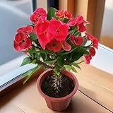 Zimmerpflanze-Christusdorn Samen, pflanzen samen,bonsai samen fensterbank deko,winterharte pflanzen für garten garten pflanzen,balkonpflanzen pflanzen für draußen,stauden winterhart 100pcs