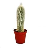 Exotenherz - Cleistocactus strausii - Silberkerze - im 5,5cm Topf