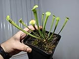 Exotenherz - Schlauchpflanze - Sarracenia - Überraschungssorte - 9cm Topf