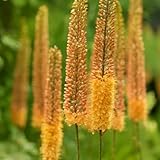 steppenkerze winterhart, garten 100samen