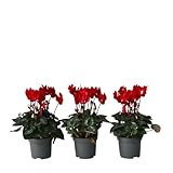 Plant in a Box - Alpenveilchen - 3er Set - Cyclamen persicum ‘Winfall Scarlet’ - Höhe 10-20cm - Topf 9cm - Blühende pflanze für Herbst & Winter - Pflegeleicht & dekorativ