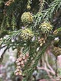 Sicheltanne Cryptomeria japonica Pflanze 25-30cm Sugi Japanische Zeder Zypresse