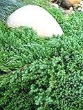 japanischer Kriechwacholder Juniperus procumbens Nana 25-30 cm breit im 3 Liter Pflanzcontainer