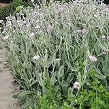 lichtnelke samen - exotische pflanzen - Seltene Pflanzen serie - blumensamen vexiernelke blumendeko bonsai balkonblumen blumenwiese samen zimmerpflanzen saatgut blumen samen 300pcs
