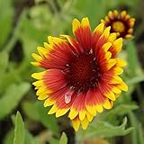 Blumixx Stauden Kokardenblume Gaillardia x grandiflora 'Kobold' – dauerblühend, bienenfreundlich, für Beet & Kübel, im 0,5 L Topf