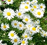 Magerwiesen-Margerite - Wilde Margerite - Chrysanthemum leucanthemum - Blume - 3000 Samen