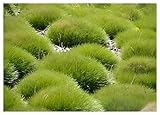 3 x Festuca gautieri (Ziergras/Gräser/Winterhart/Mehrjährig/Immergrün/Staude) Bärenfellgras - Immergrün, robust und stilvoll zugleich - perfekter Bodendecker - von Stauden Gänge