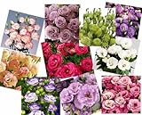 900 Stück Eustoma-Samen in gemischten Farben, können drinnen und draußen angebaut werden, Eustoma-Pflanze als dekorative Blumen im Topf, perfekt für Blumenarrangements, Sträuße und Partydekorationen.